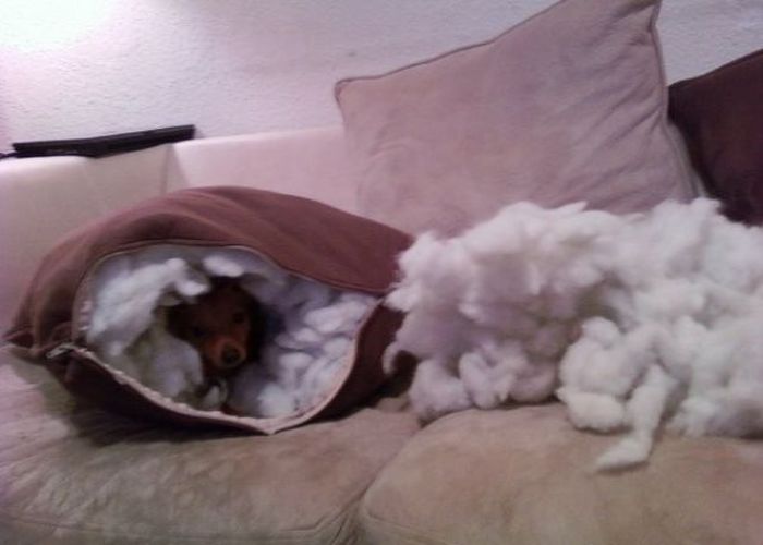 Pets Gone Wild. Part 2 (45 pics)