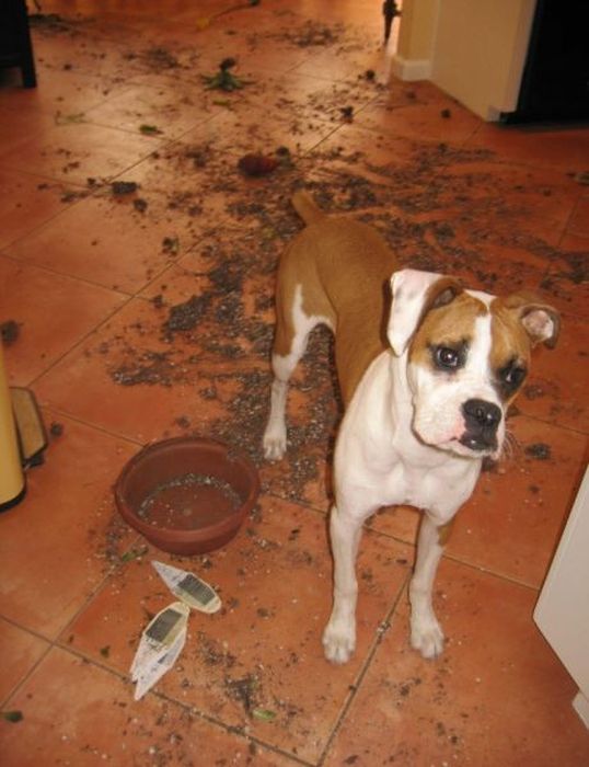 Pets Gone Wild. Part 2 (45 pics)