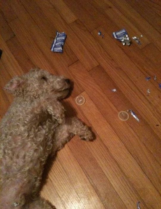 Pets Gone Wild. Part 2 (45 pics)