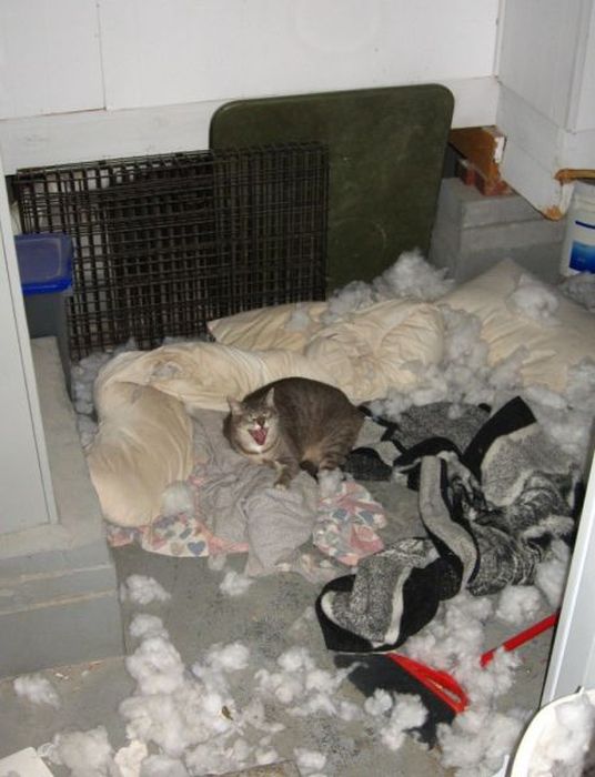 Pets Gone Wild. Part 2 (45 pics)