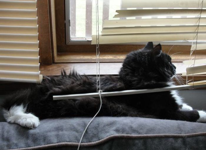 Pets Gone Wild. Part 2 (45 pics)