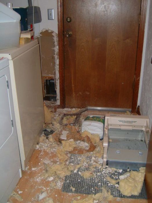 Pets Gone Wild. Part 2 (45 pics)