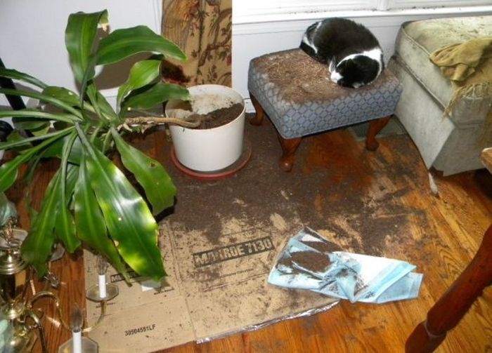 Pets Gone Wild. Part 2 (45 pics)