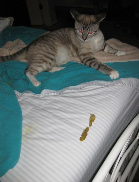 Pets Gone Wild. Part 2 (45 pics)