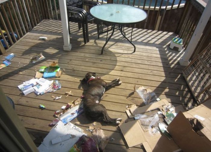 Pets Gone Wild. Part 2 (45 pics)