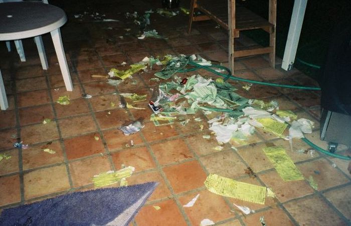 Pets Gone Wild. Part 2 (45 pics)