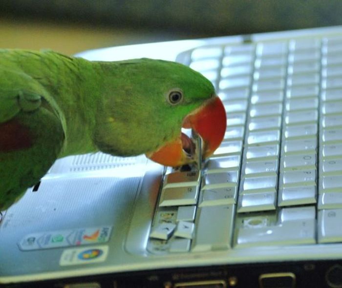 Pets Gone Wild. Part 2 (45 pics)