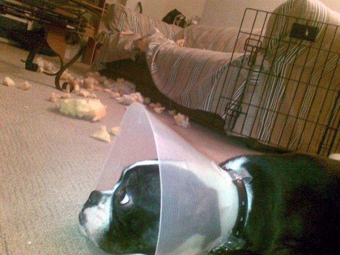 Pets Gone Wild. Part 2 (45 pics)