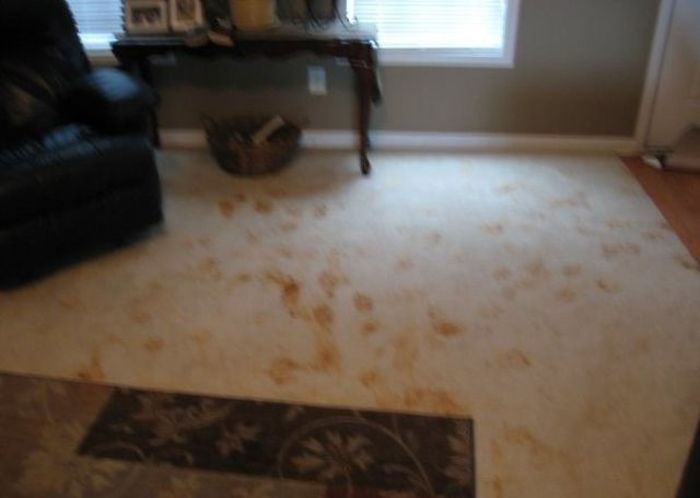 Pets Gone Wild. Part 2 (45 pics)