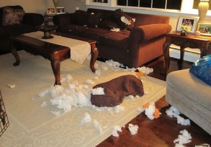 Pets Gone Wild. Part 2 (45 pics)