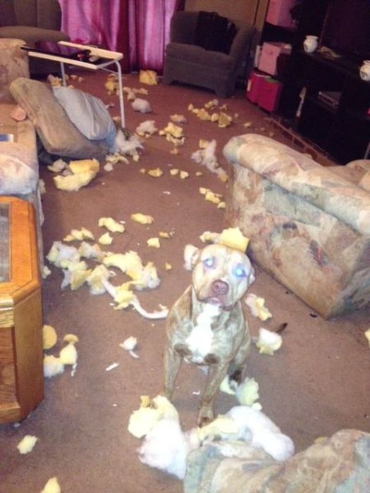 Pets Gone Wild. Part 2 (45 pics)