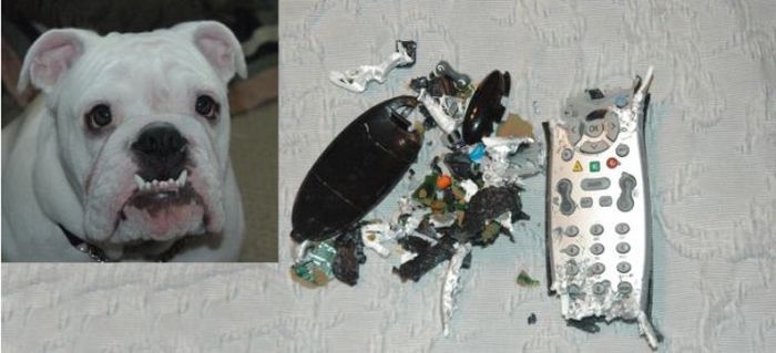 Pets Gone Wild. Part 2 (45 pics)