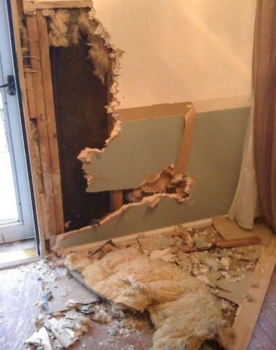 Pets Gone Wild. Part 2 (45 pics)