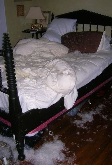 Pets Gone Wild. Part 2 (45 pics)