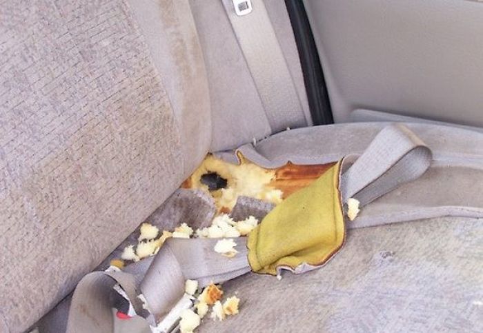 Pets Gone Wild. Part 2 (45 pics)