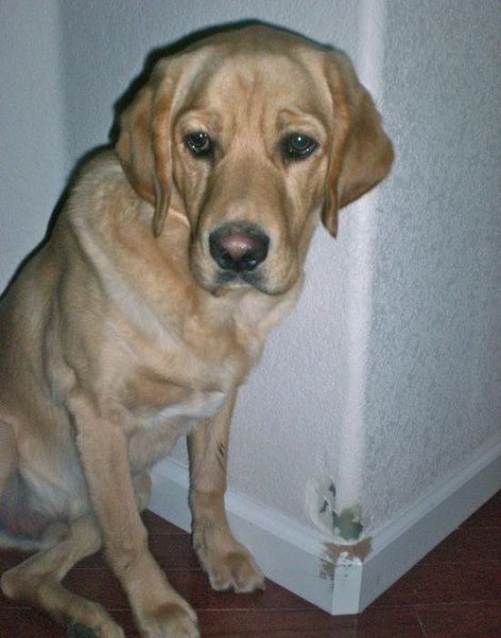 Pets Gone Wild. Part 2 (45 pics)