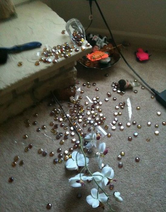 Pets Gone Wild. Part 2 (45 pics)