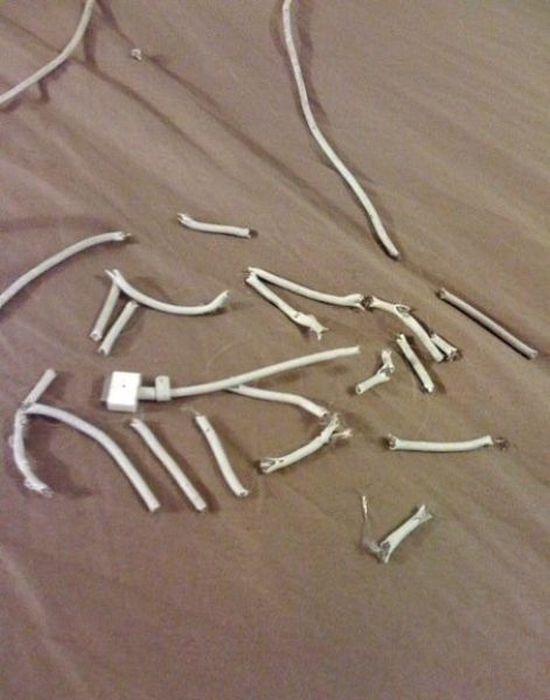 Pets Gone Wild. Part 2 (45 pics)