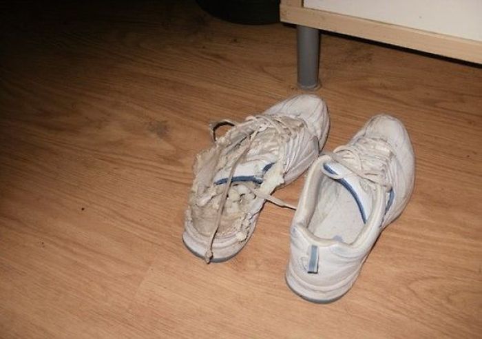 Pets Gone Wild. Part 2 (45 pics)