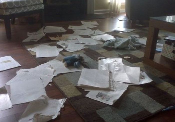 Pets Gone Wild. Part 2 (45 pics)