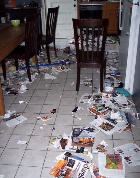 Pets Gone Wild. Part 2 (45 pics)