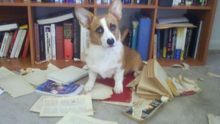 Pets Gone Wild. Part 2 (45 pics)