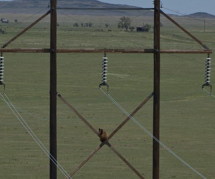 Extreme Climbing Bear (3 pics)
