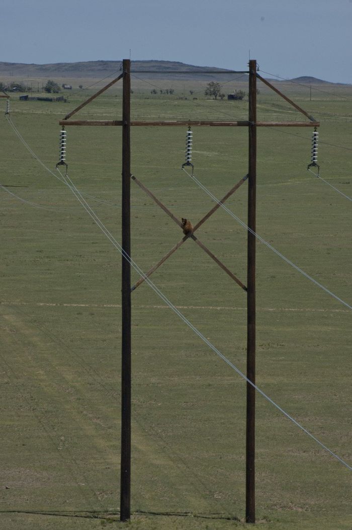 Extreme Climbing Bear (3 pics)