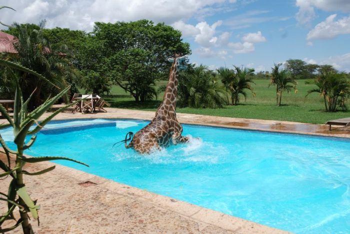 Giraffe Swimming in a Pool (6 pics)