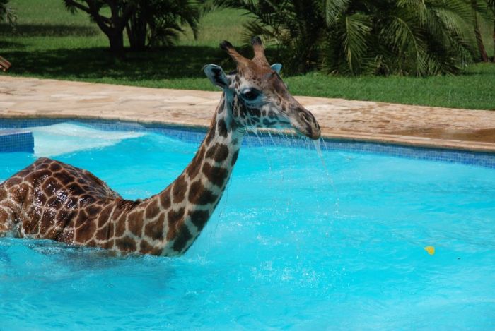 Giraffe Swimming in a Pool (6 pics)