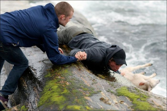 Saving a Lamb That Fell Down into the Sea (6 pics)