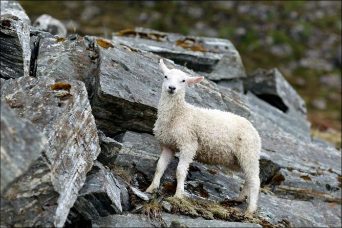 Saving a Lamb That Fell Down into the Sea (6 pics)