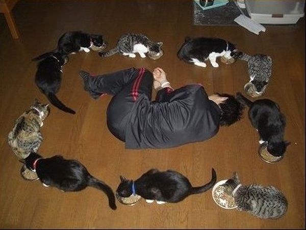 How to Have Fun with Cats (14 pics)