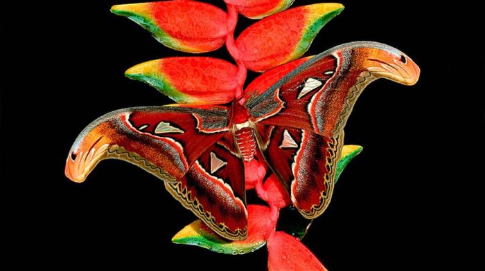 Close-up Photos of Colorful Butterflies (50 pics)