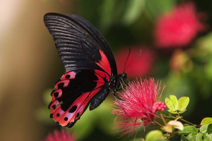 Close-up Photos of Colorful Butterflies (50 pics)