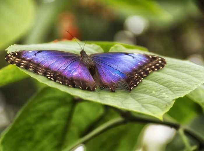 Close-up Photos of Colorful Butterflies (50 pics)