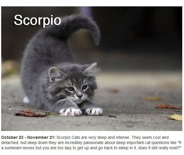 Zodiac Cats (12 pics)