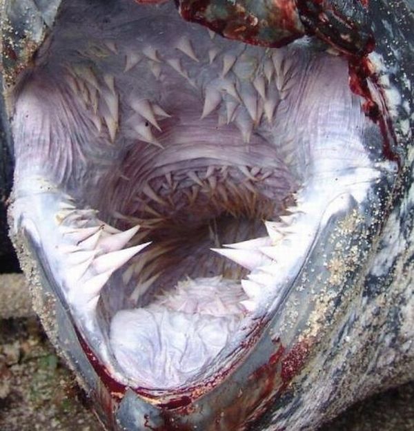 What Animal These Jaws Belong To? (5 pics)