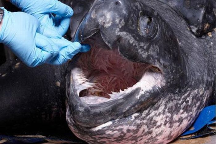 What Animal These Jaws Belong To? (5 pics)