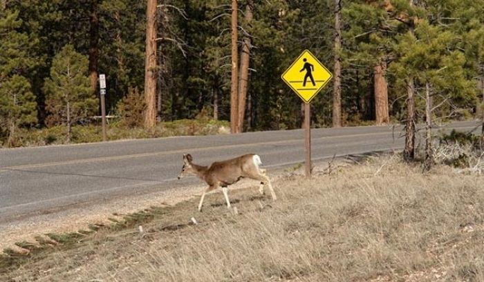 Funny Road Signs. Part 2 (30 pics)