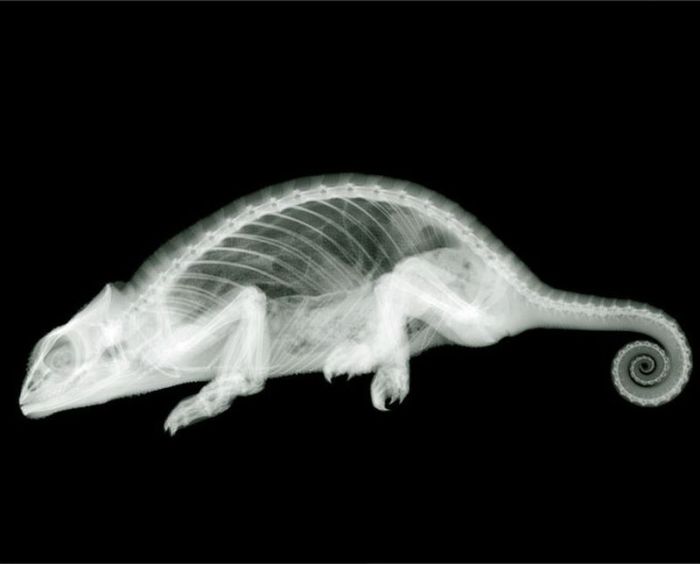 X-ray by Nick Veasey (56 pics)