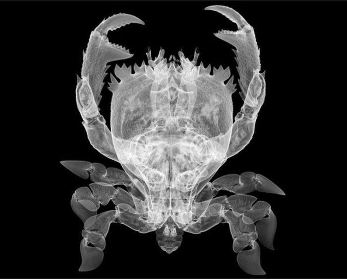 X-ray by Nick Veasey (56 pics)