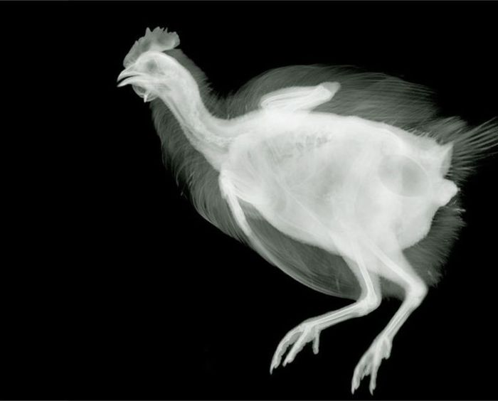 X-ray by Nick Veasey (56 pics)