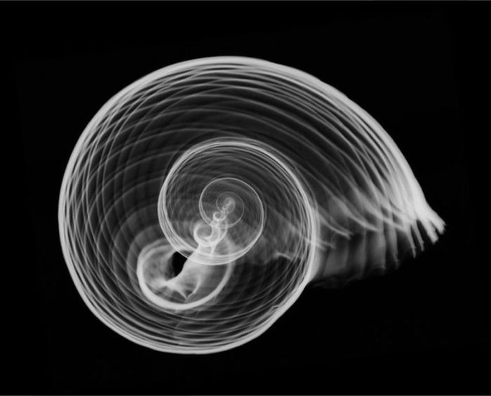 X-ray by Nick Veasey (56 pics)