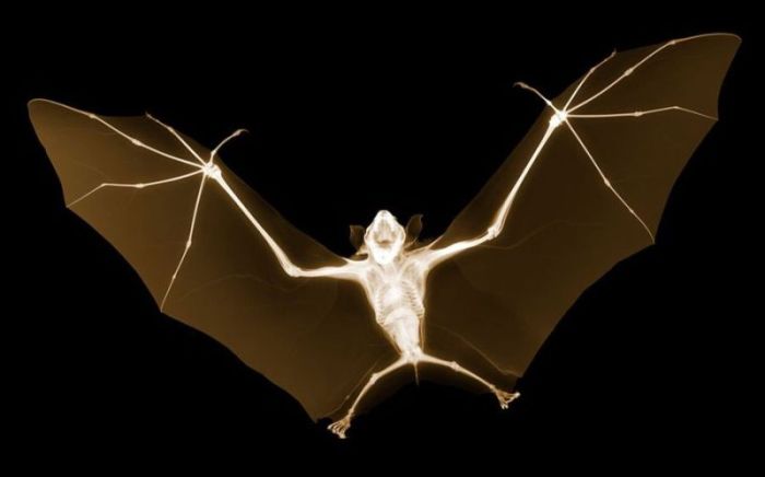 X-ray by Nick Veasey (56 pics)