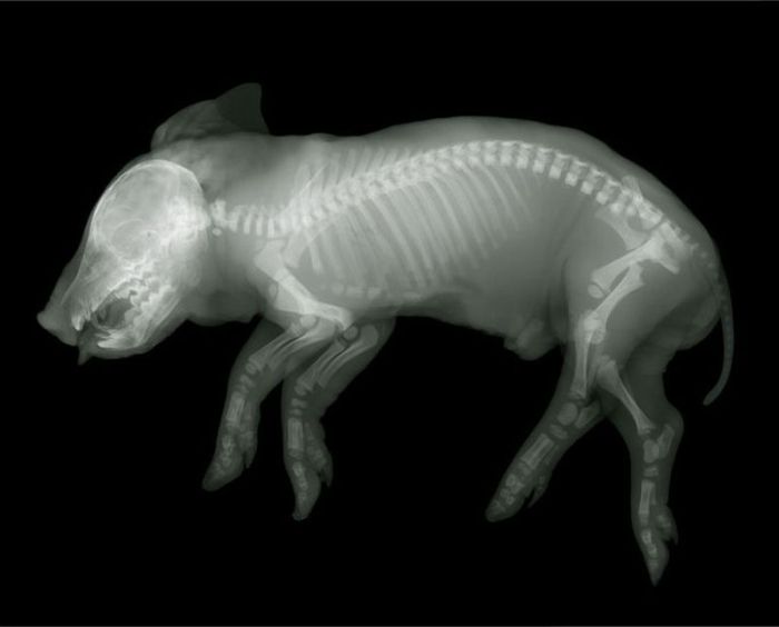 X-ray by Nick Veasey (56 pics)