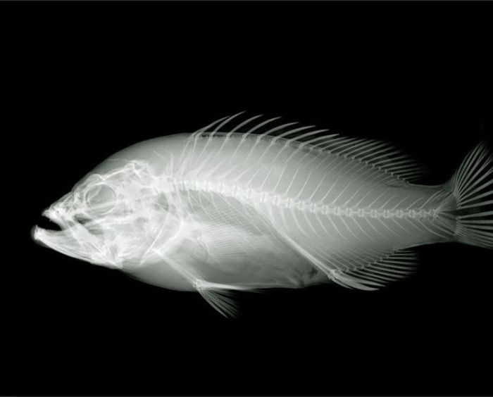 X-ray by Nick Veasey (56 pics)