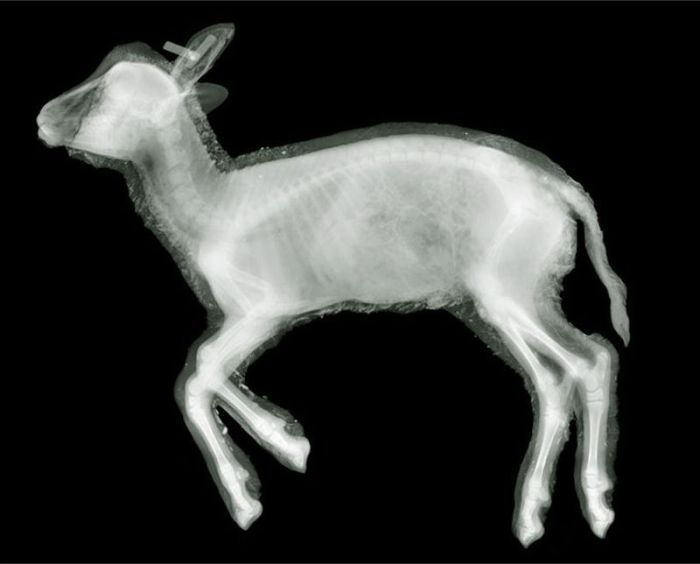X-ray by Nick Veasey (56 pics)
