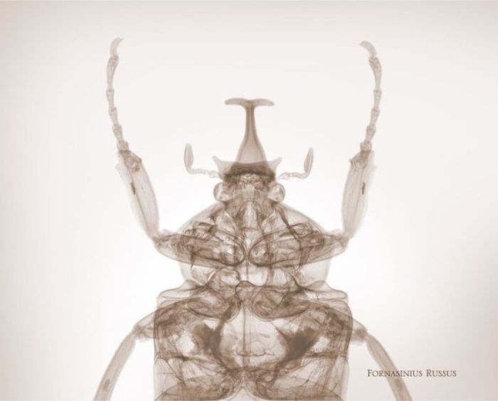 X-ray by Nick Veasey (56 pics)