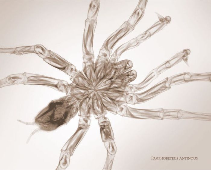 X-ray by Nick Veasey (56 pics)